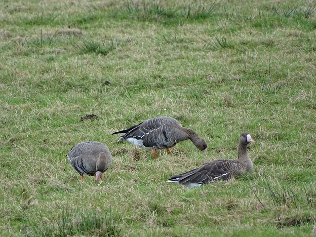 持续高水平 持续高水平